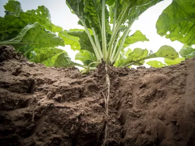 Betterave à sucre Betterave à sucre