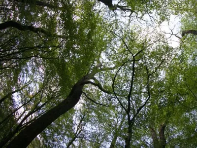 Une forêts ensoleillée en contre plongée de jour